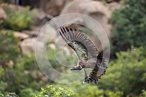 White backed Vulture in Kruger National park, South Africa