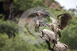 White backed Vulture in Kruger National park, South Africa