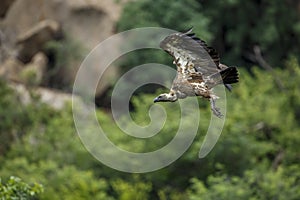 White backed Vulture in Kruger National park, South Africa