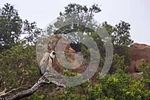 White backed Vulture in Kruger National park, South Africa