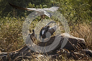 White backed Vulture in Kruger National park, South Africa