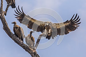 White backed vulture landing in tree