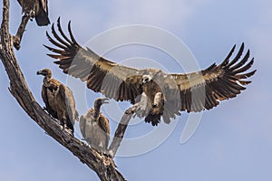 White backed vulture landing in tree photo