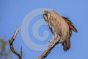 White backed vulture looking backward