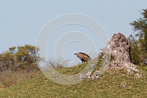 White backed vulture, Namibia Africa safari wildlife and wilderness