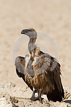 White-Backed vulture perched on rock