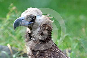 White backed vulture portrait