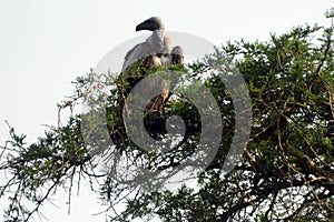 White-backed vulture, Queen Elizabeth National Park, Uganda