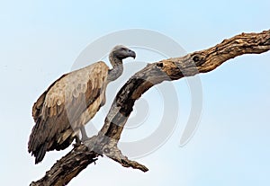 White Backed vulture resting on a tree with a natural blue sky background, Zambia