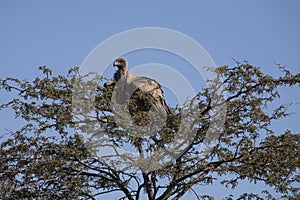 White Backed Vulture Roosting on Thorny Treetop