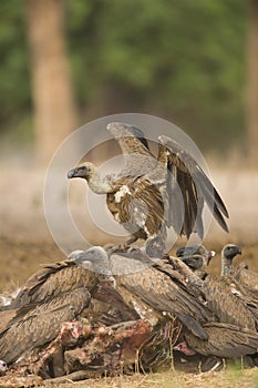 White-backed Vulture scavenging on carcass