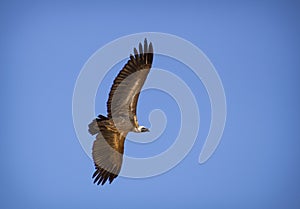 White Backed Vulture soaring