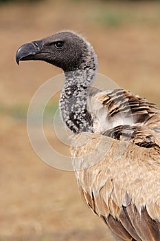 White-backed vulture, South Africa