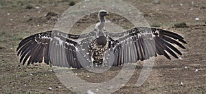 White-backed vulture spreads wings on ground showing massive wingspan and feathers