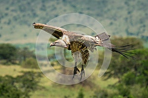 White-backed vulture stretches legs to land