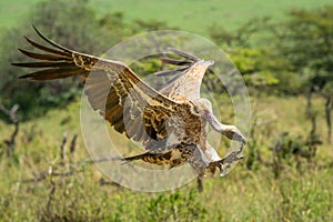 White-backed vulture stretches out talons to land