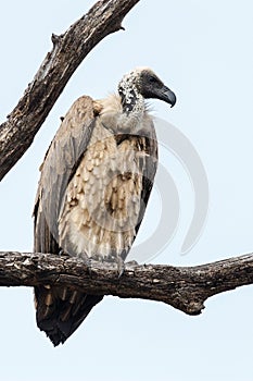 White-backed Vulture photo