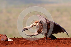 White-Backed Vulture walking to food
