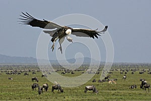 White-backed vulture and wildebeests, Tanzania