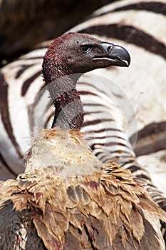 White-backed vulture by zebra carcase
