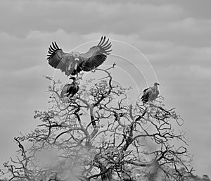 White-backed Vultures