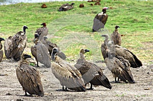 White-backed vultures