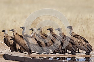 White-backed vultures