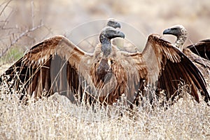 White backed Vultures