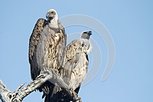 White backed vultures
