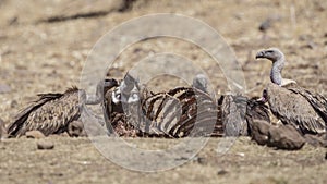 White-backed Vultures Feeding on Carcass