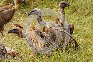 White-backed vultures Gyps africanus scavenging on a carcass, Lake Mburo National Park, Uganda.