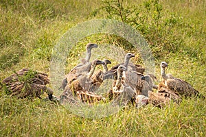 White-backed vultures Gyps africanus scavenging on a carcass, Lake Mburo National Park, Uganda.