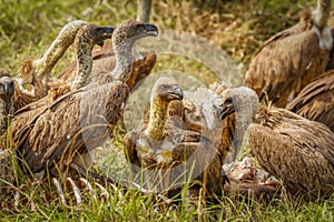 White-backed vultures Gyps africanus scavenging on a carcass, Lake Mburo National Park, Uganda.