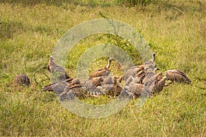 White-backed vultures Gyps africanus scavenging on a carcass, Lake Mburo National Park, Uganda.