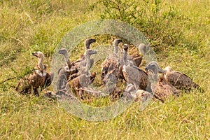 White-backed vultures Gyps africanus scavenging on a carcass, Lake Mburo National Park, Uganda.