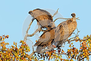 White-backed vultures in a tree