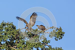 White backed Vultures in Kruger National park, South Africa