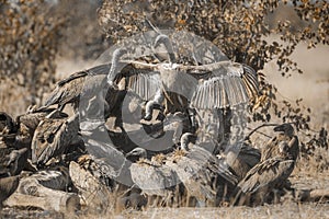 White backed Vultures in Kruger National park, South Africa