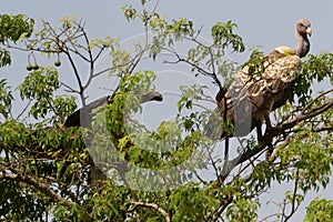 White-backed vultures, Murchison Falls National Park, Uganda