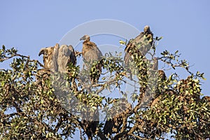 White backed vultures open wings on a tree in Kruger Park