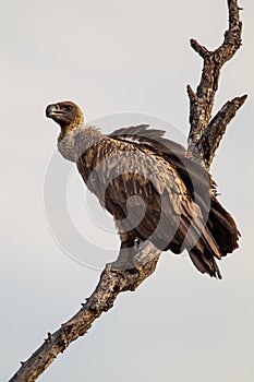 White-backed vultures roosting in a tree over a carcass in the Kruger Park