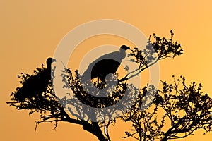 White-backed vultures silhouetted against orange sky