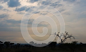 White-backed vultures sitting on branches of a dead tree waiting for a kill. Nests are in the fork of the tree. Ndutu NP,