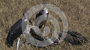 White backed vultures and storks feeding on a dead zebra in masai mara