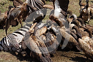 White-backed vultures by zebra carcase