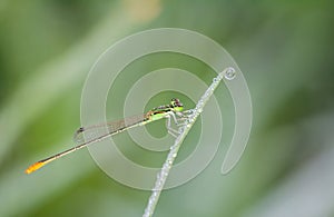 White-backed Wisp, Pinhead Midget, Pinhead Wisp, Variable Wisp , Agriocnemis femina femina Brauer, 1868 The body is green with photo