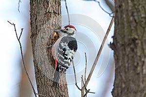 White-backed Woodpecker Dendrocopos leucotos. male