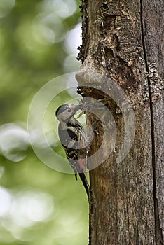 White-backed Woodpecker Dendrocopos leucotos nesting