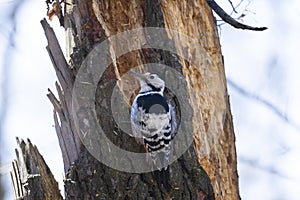 White-backed woodpecker hammering an rotten tree