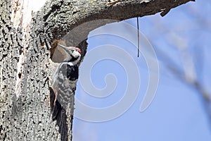 White-backed woodpecker hammering an rotten tree